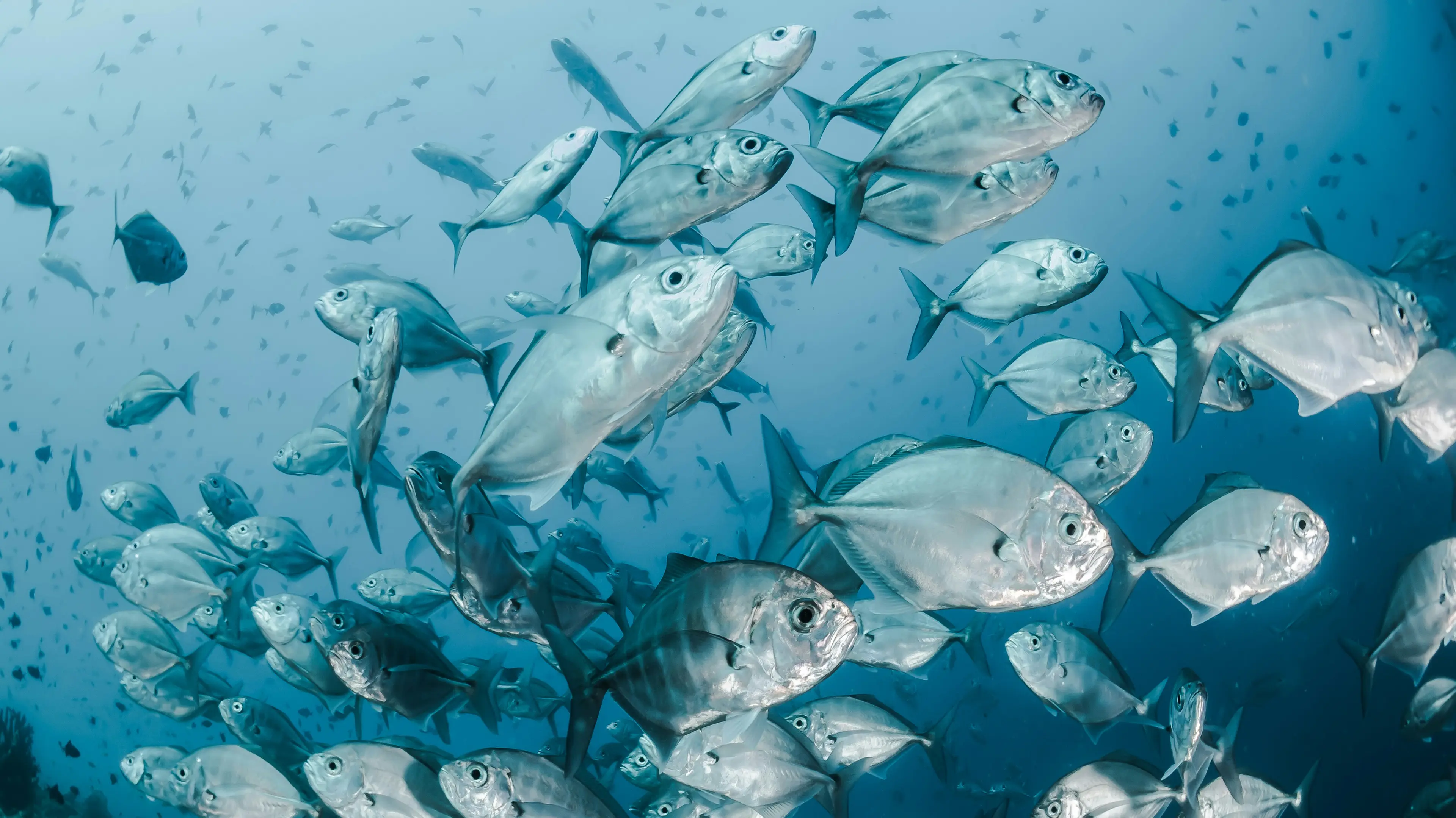 Fond poissons - CIBEL Group